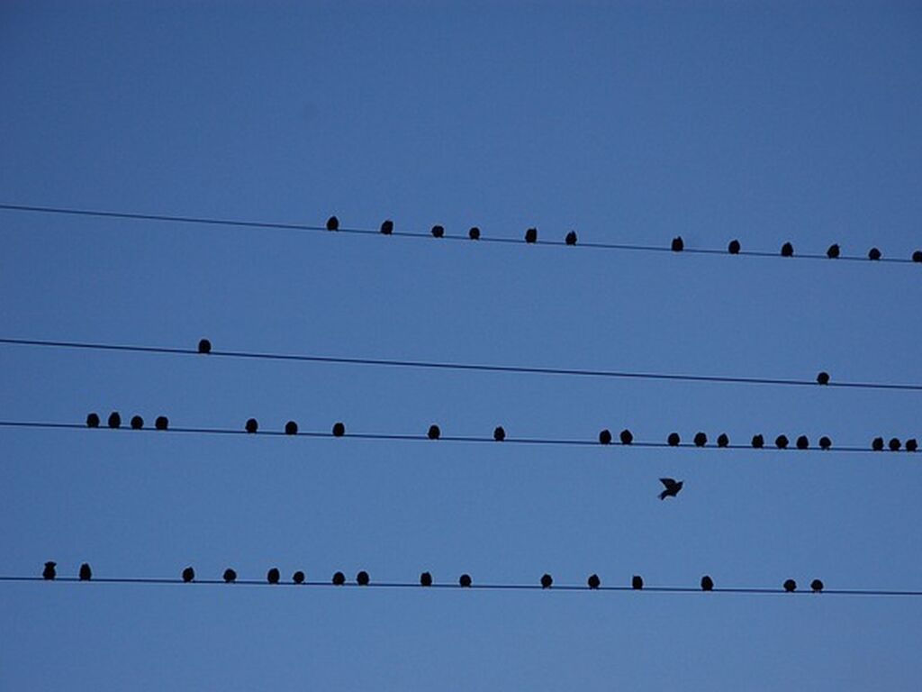 Vogel leine